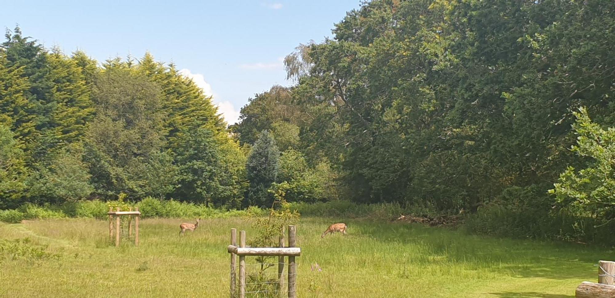 Sika Hut * Wareham